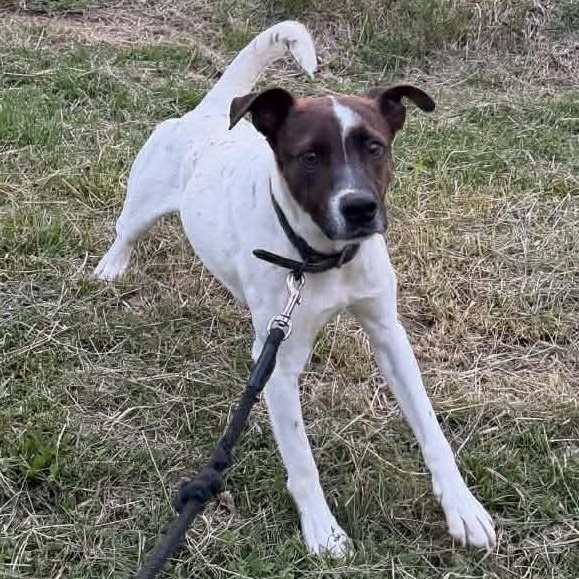 Enlarge Huck, a Adoptable mixed breed in Campbellsville, KY image 1/4