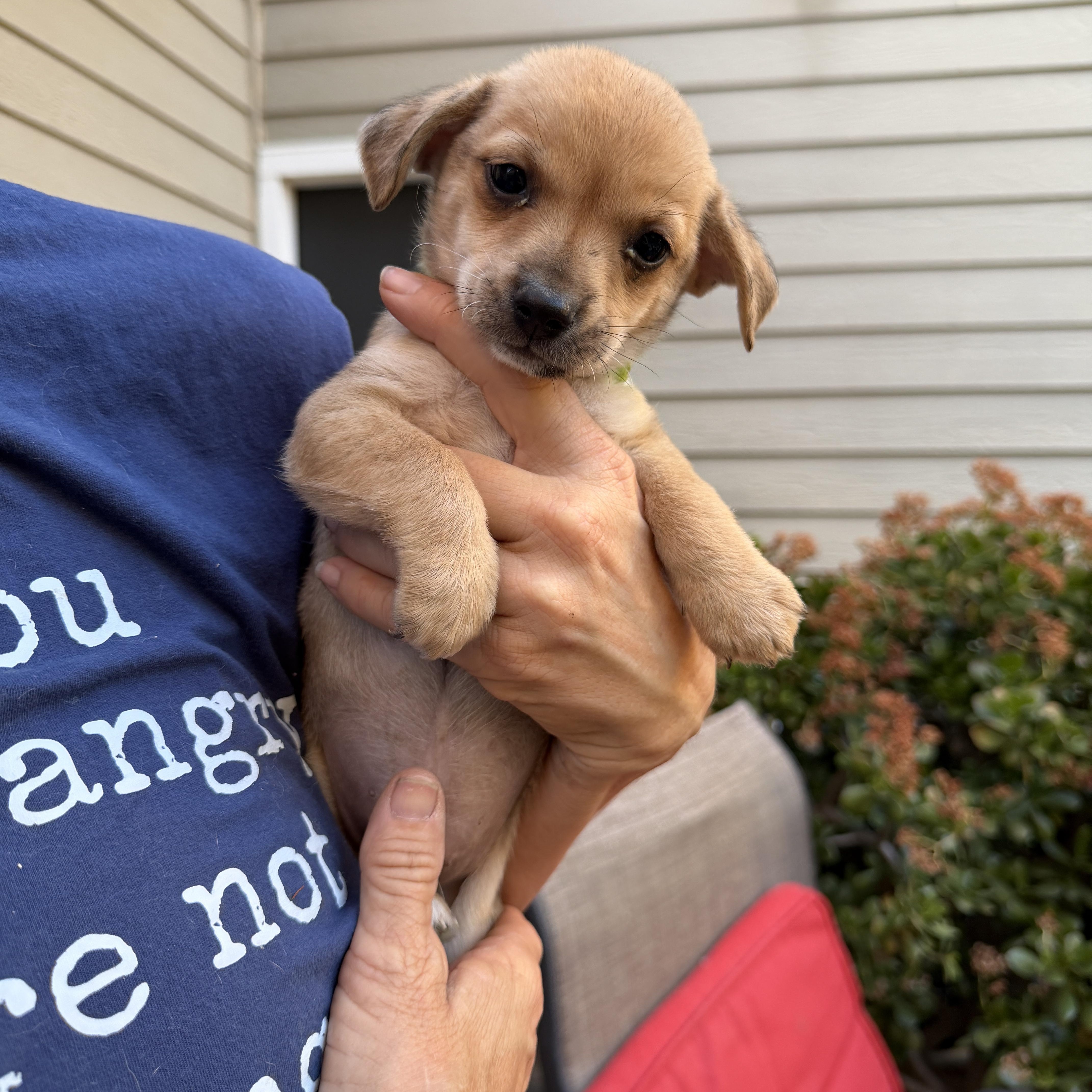 Enlarge George, an adopted mixed breed in clayton , CA image 2/2
