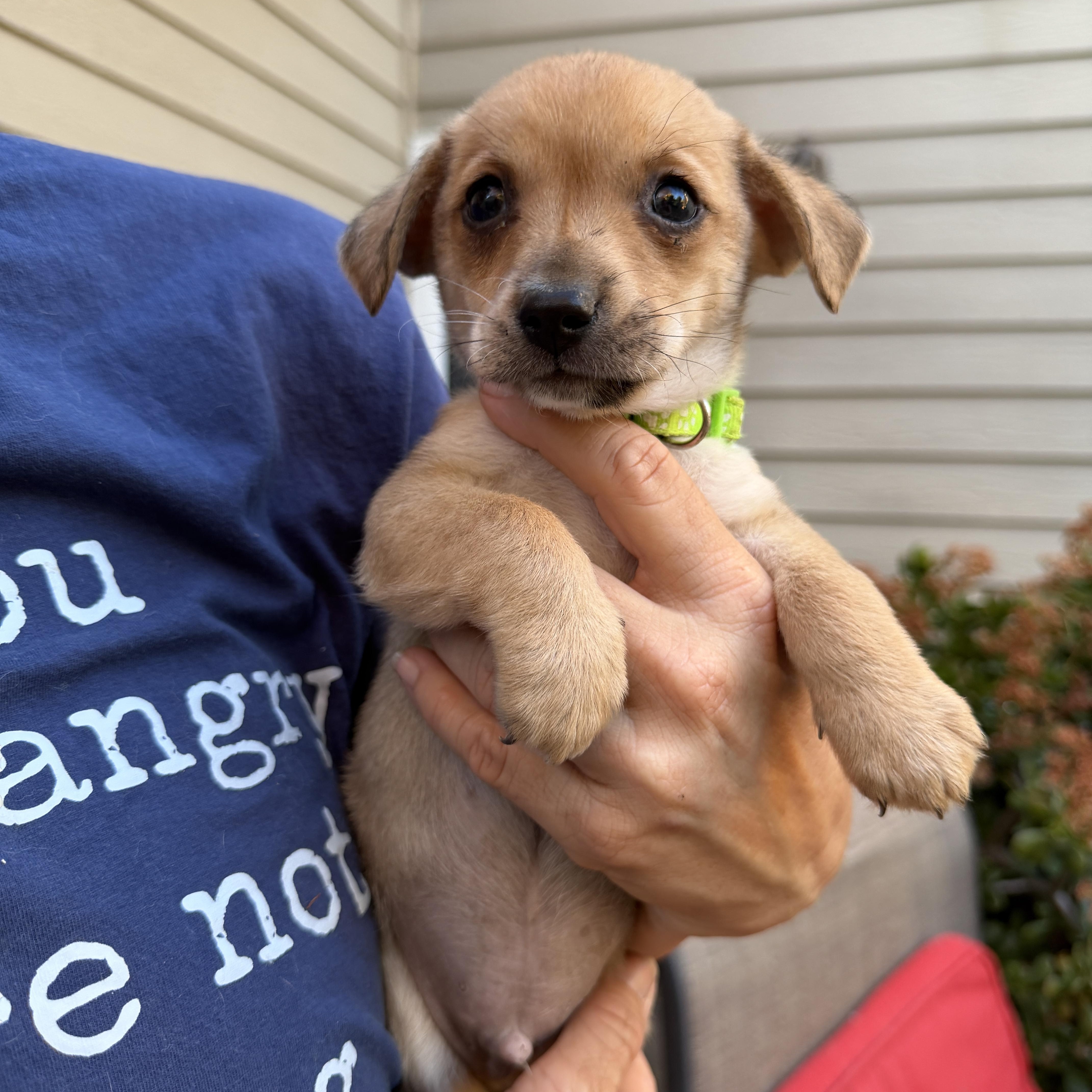 George, adopted, Puppy Male Chihuahua.