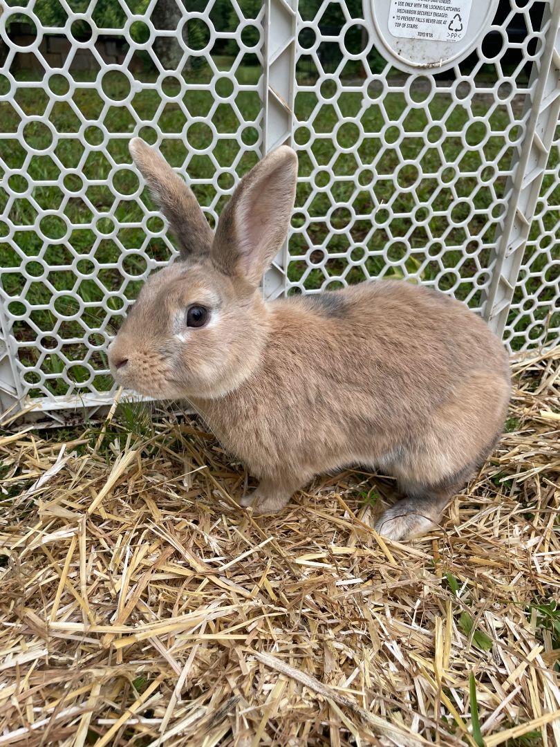 Rocket, Adoptable, Adult Male American.