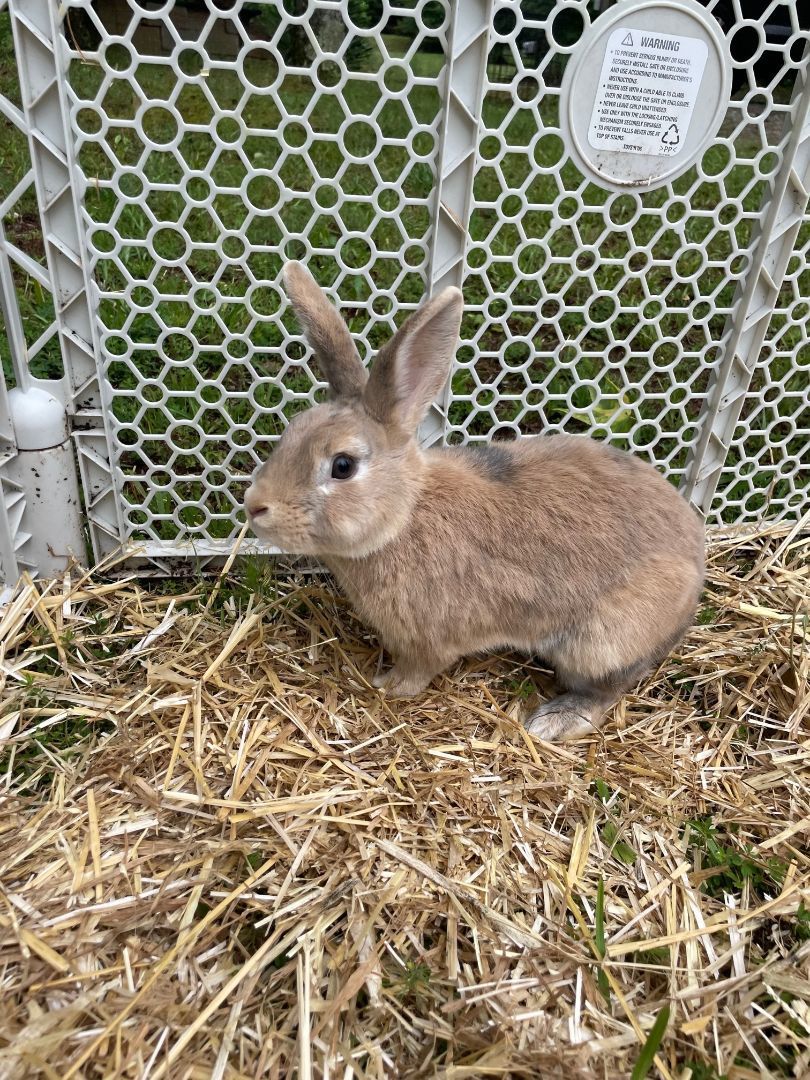 Enlarge Rocket, a Adoptable mixed breed in Oxford, GA image 2/6