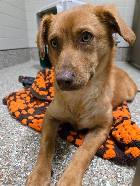 ZEP, Adoptable, Young Male Feist.