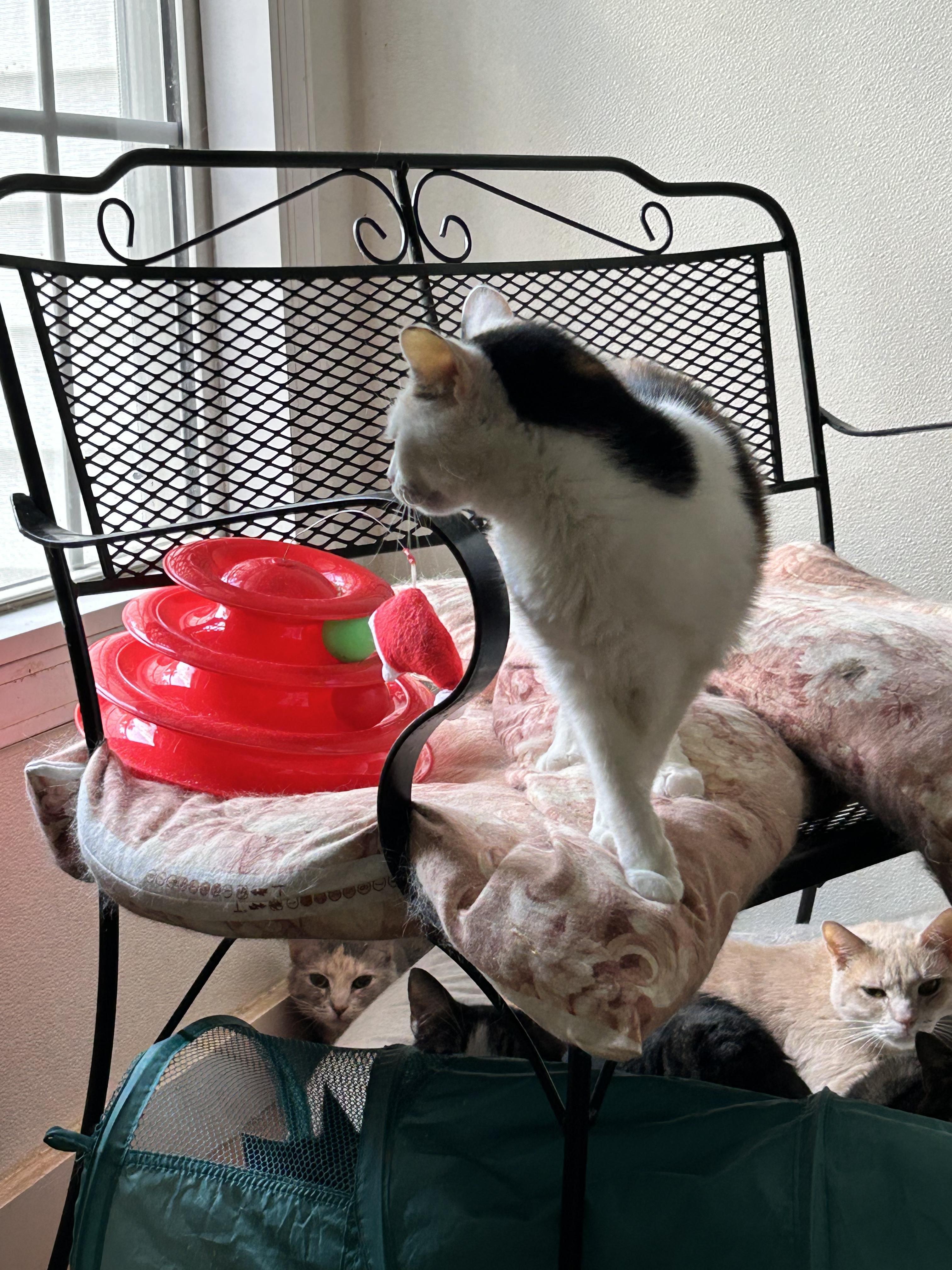 Enlarge Willow, an adopted Domestic Short Hair in Sanford, NC image 2/2