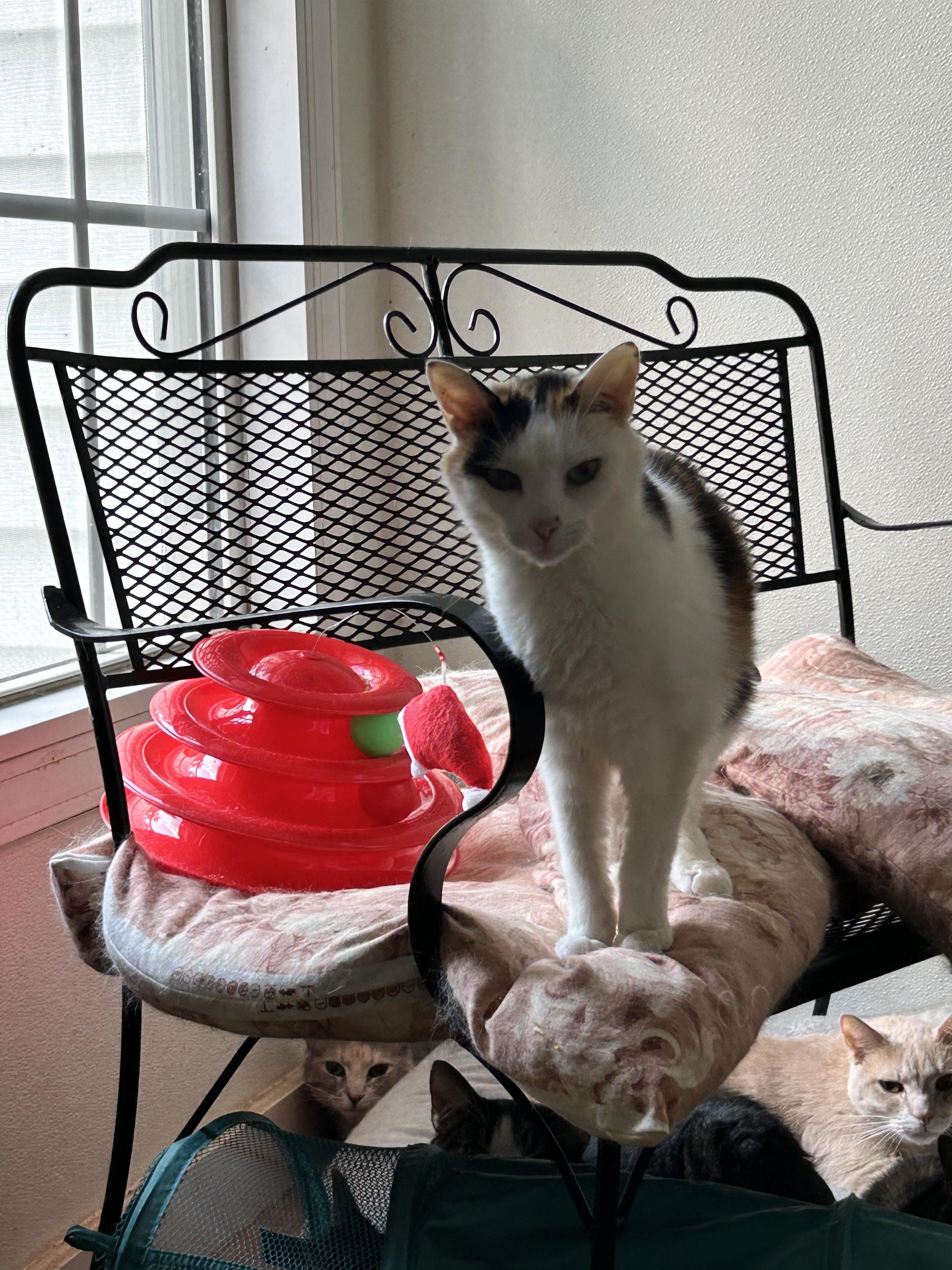 Willow, adopted, Senior Female Domestic Short Hair.