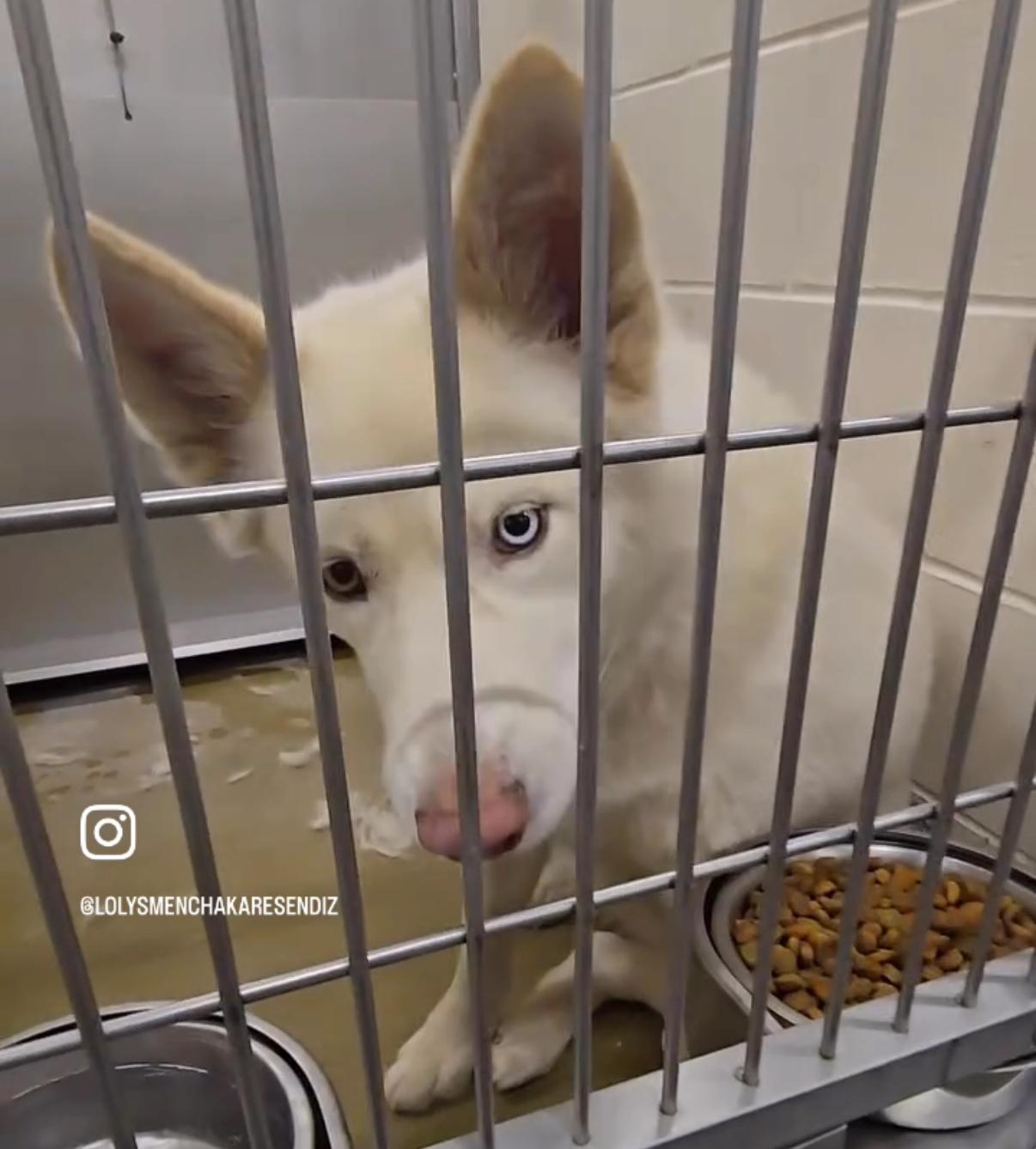 SAVE ME PLEASE! LENA #A543686