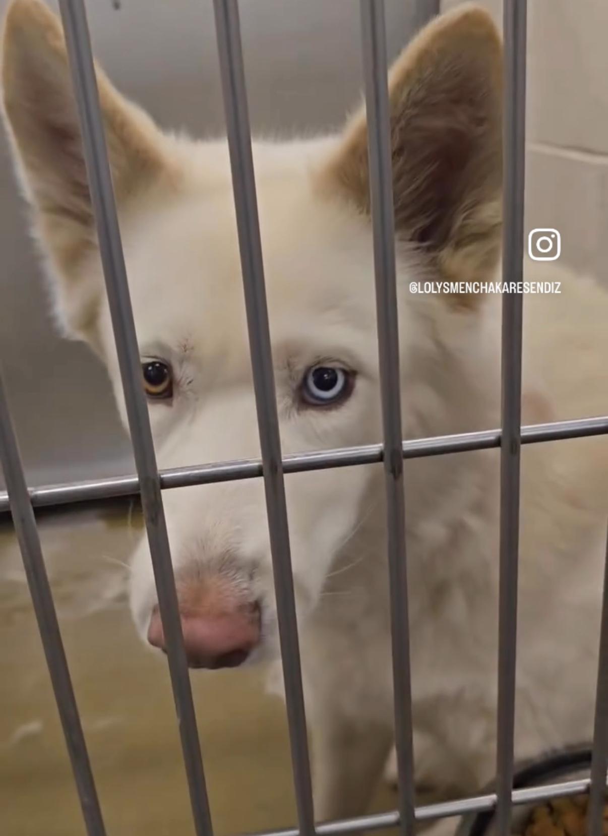 SAVE ME PLEASE! LENA #A543686