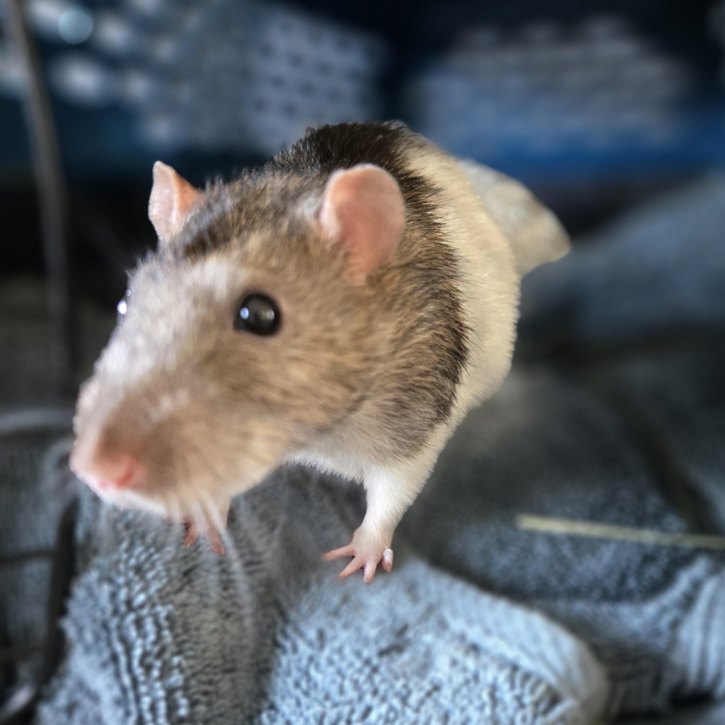 Enlarge Garth & Wayne, a Adoptable Rat in Saint Paul, MN image 3/5