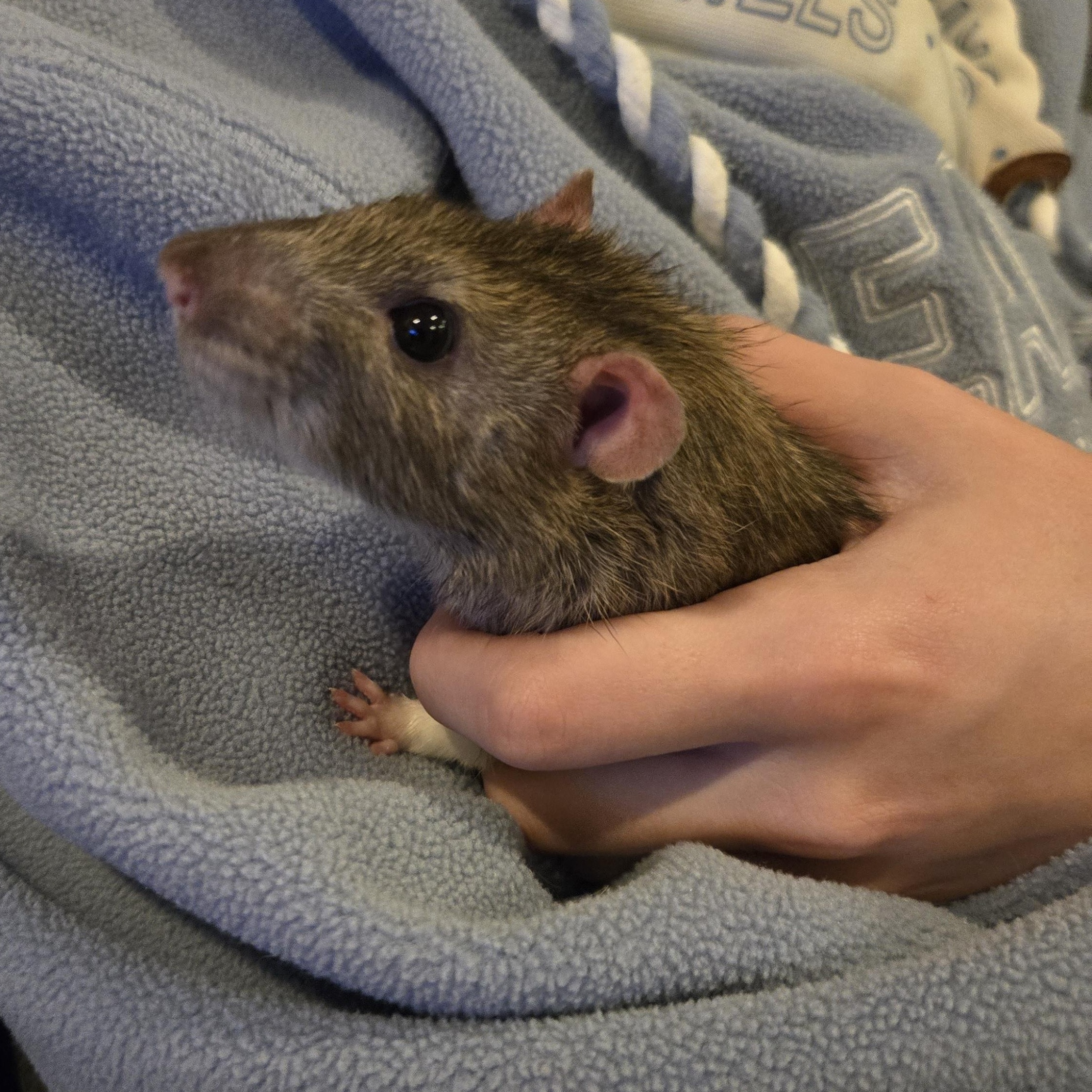 Enlarge Garth & Wayne, a Adoptable Rat in Saint Paul, MN image 5/5