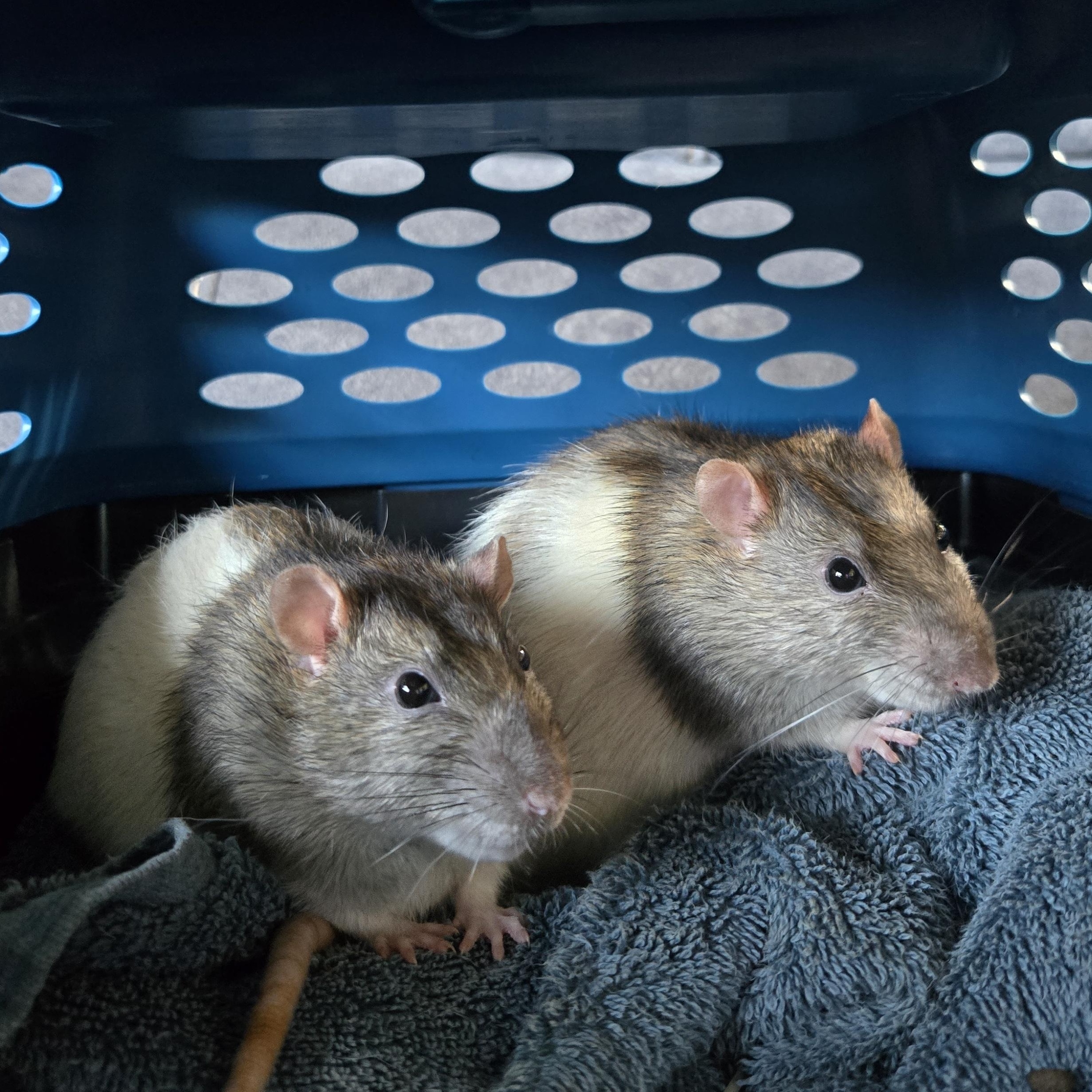 Garth & Wayne, Adoptable, Adult Male Rat.
