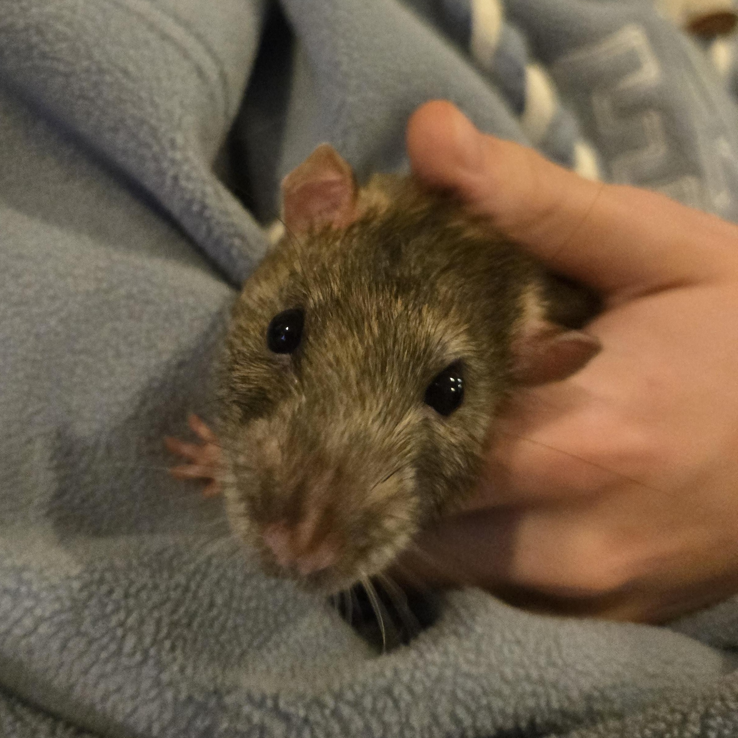 Enlarge Garth & Wayne, a Adoptable Rat in Saint Paul, MN image 2/5