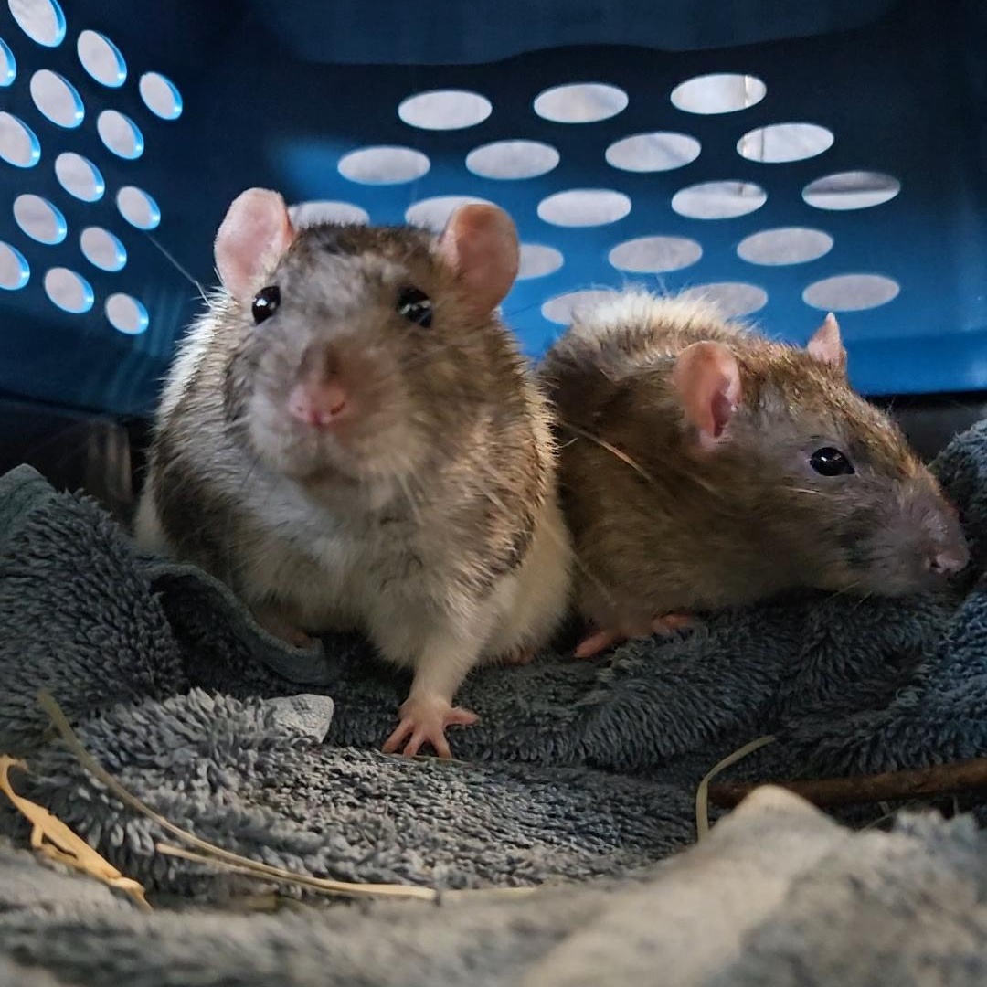 Enlarge Garth & Wayne, a Adoptable Rat in Saint Paul, MN image 4/5