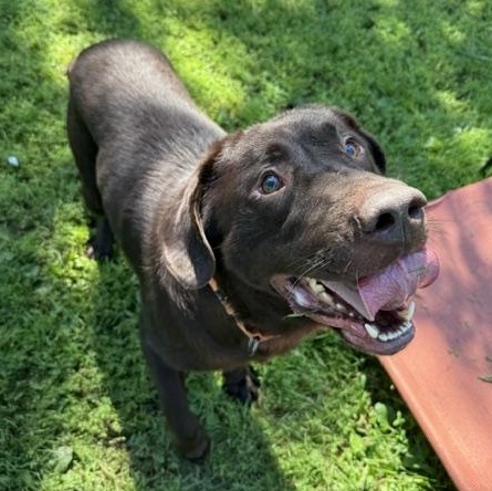 Enlarge Guinness, a Adopted Chocolate Labrador Retriever in Honesdale, PA image 3/4