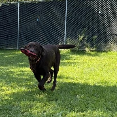 Enlarge Guinness, a Adopted Chocolate Labrador Retriever in Honesdale, PA image 4/4