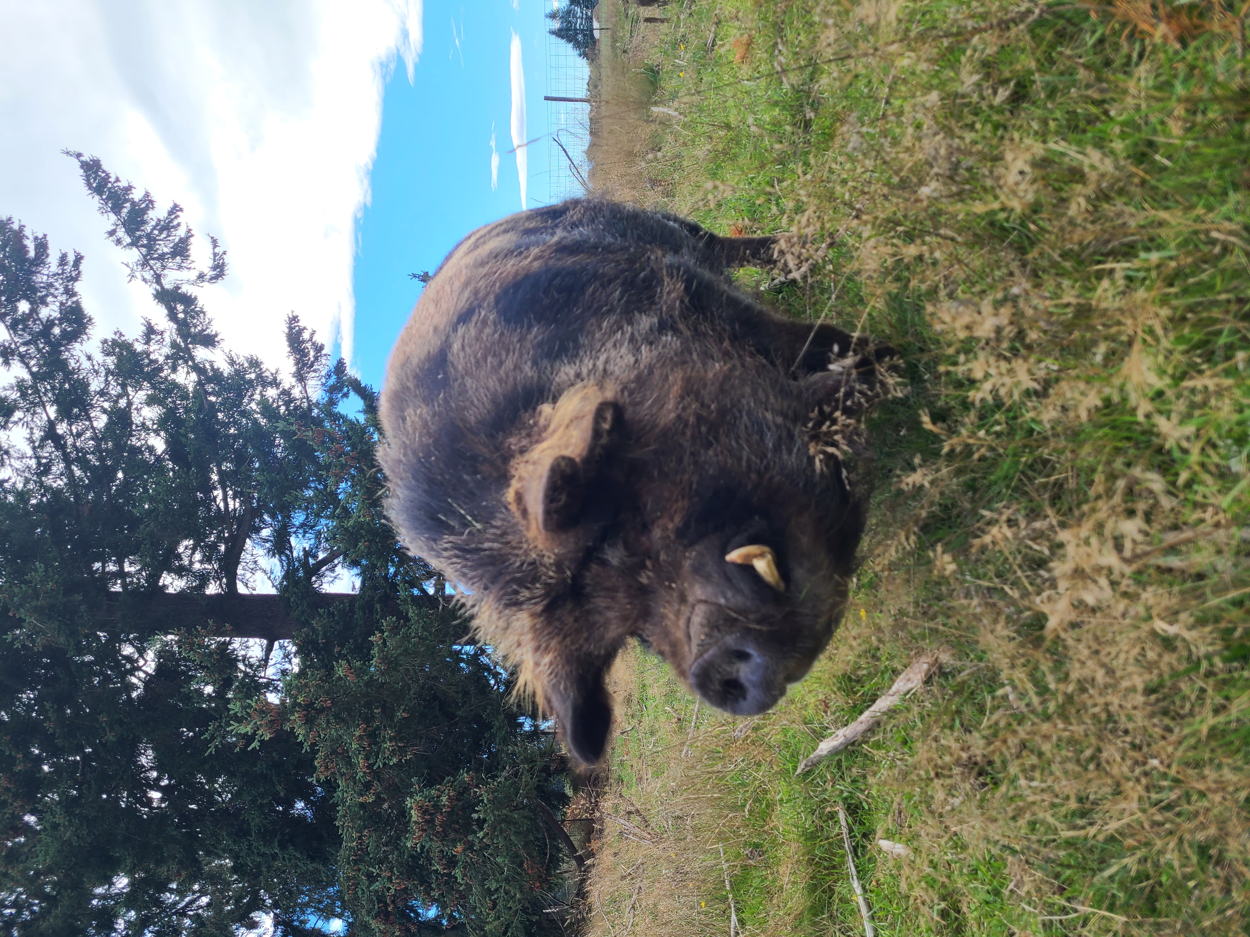 Junior, Adult Male Pig