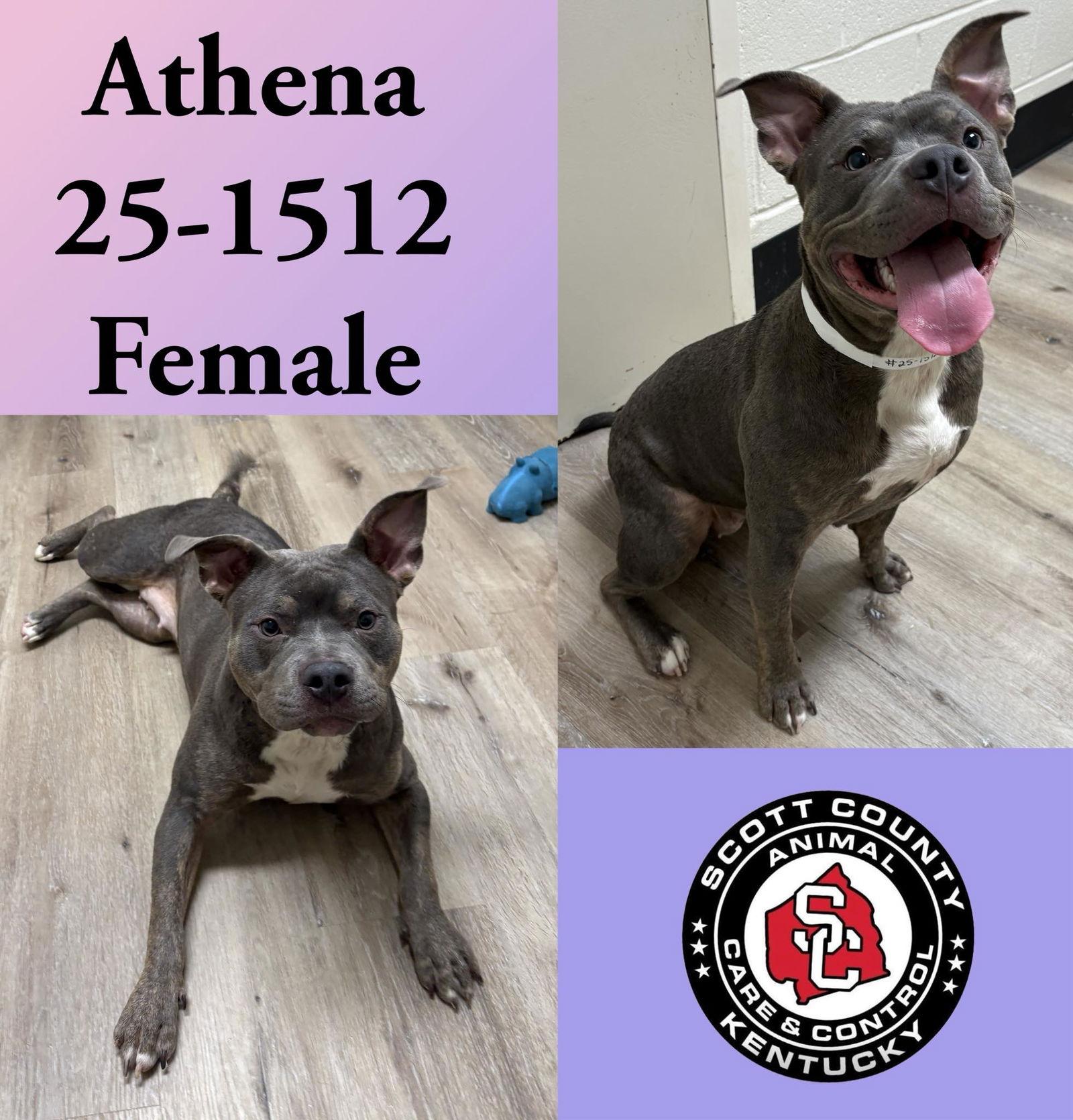 Enlarge Athena, a Adoptable Pit Bull Terrier in Georgetown, KY image 1/1