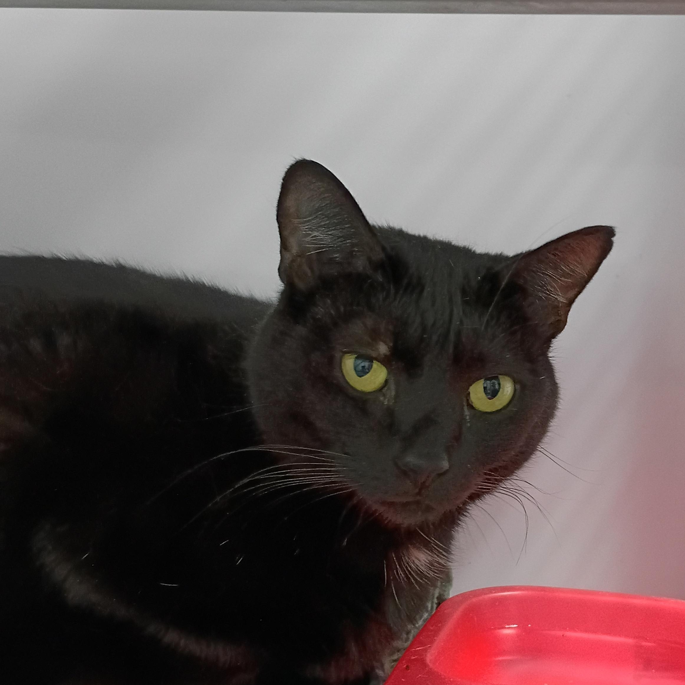Cosmo, Adoptable, Adult Female Domestic Short Hair.