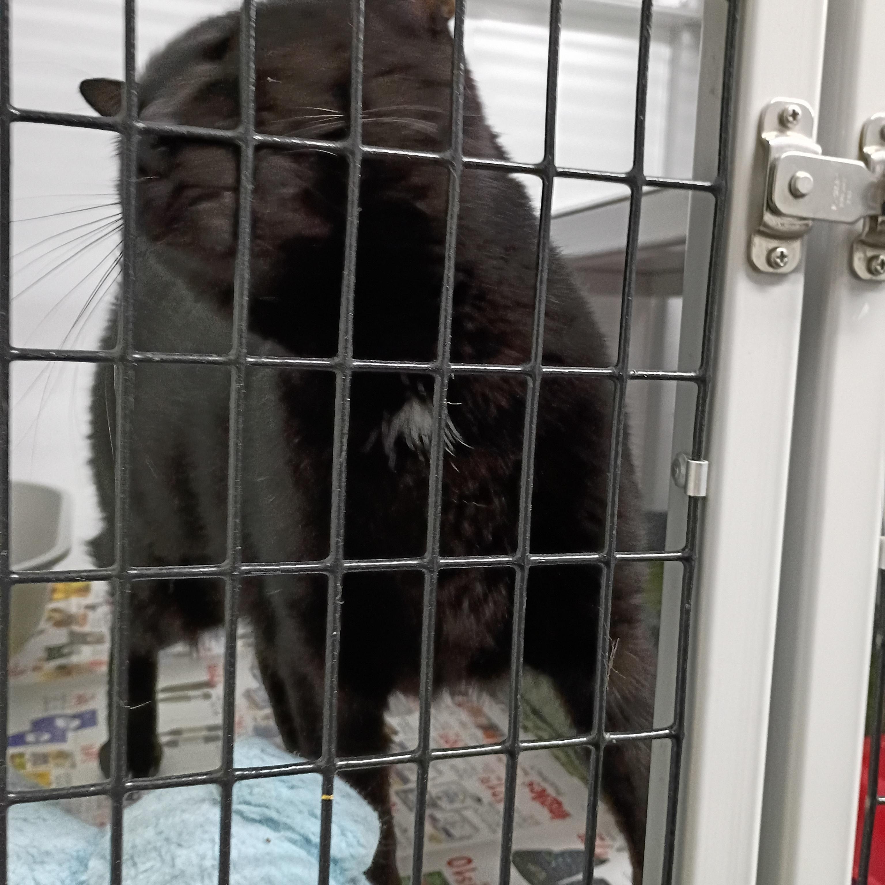 Enlarge Cosmo, a Adoptable Domestic Short Hair in Rogersville, TN image 3/4