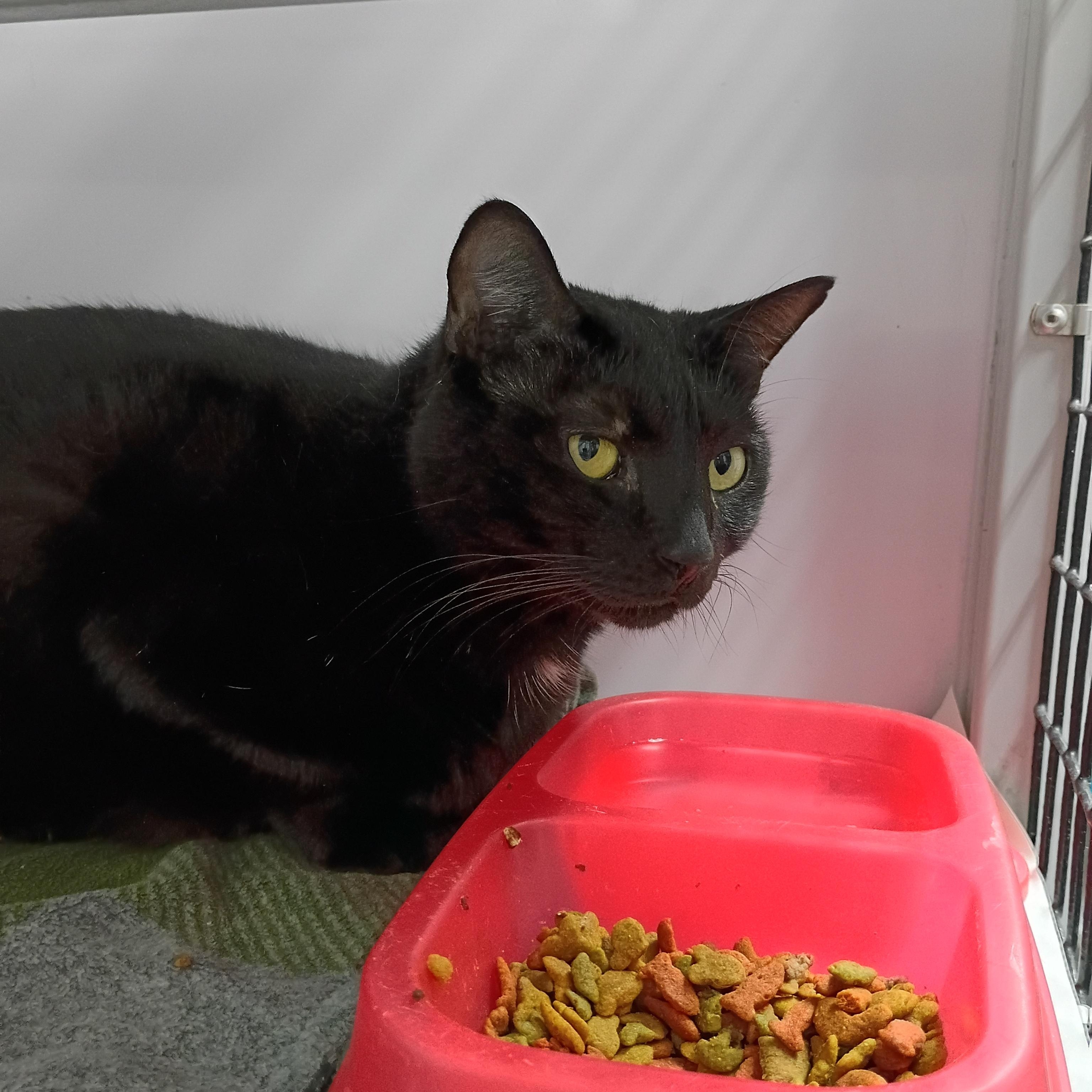 Enlarge Cosmo, a Adoptable Domestic Short Hair in Rogersville, TN image 4/4