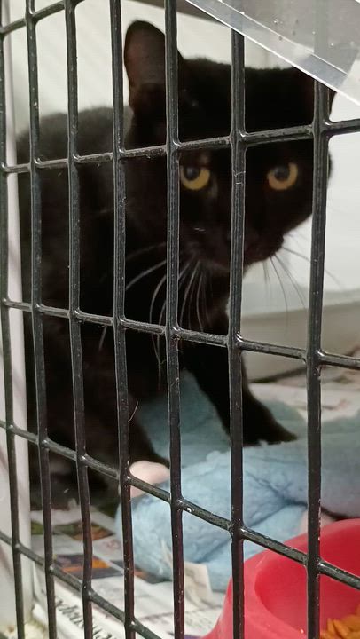 Enlarge Cosmo, a Adoptable Domestic Short Hair in Rogersville, TN video 2/4