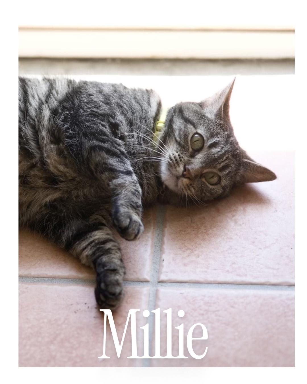 Millie photo 2