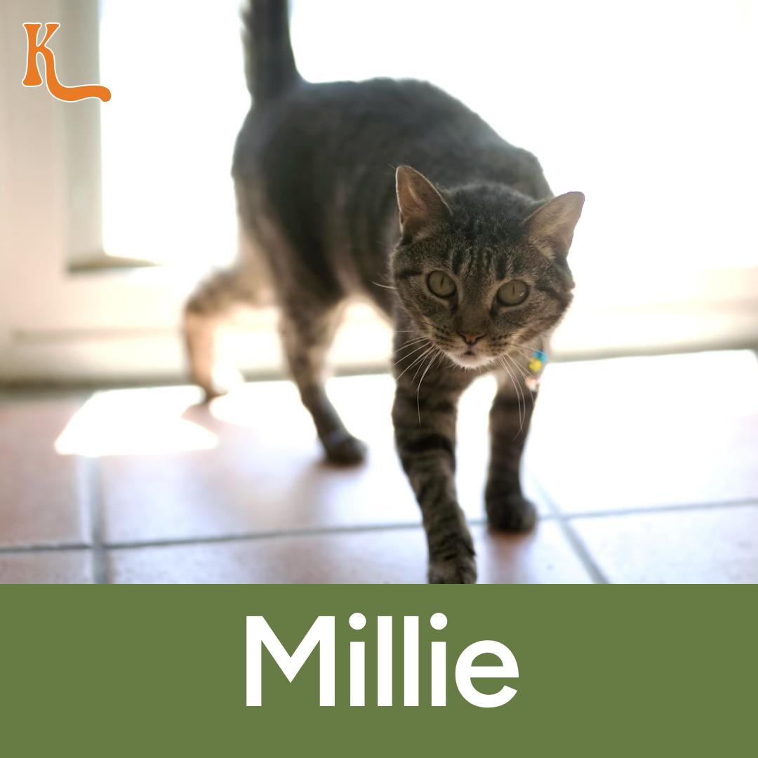 Millie, Adult Female Domestic Short Hair