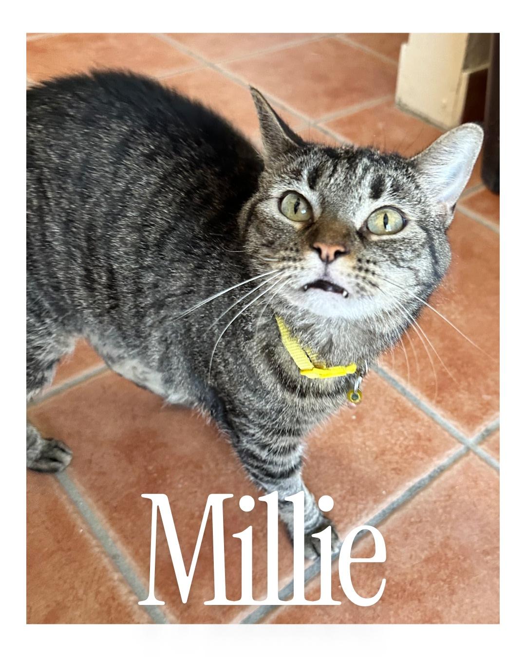 Millie photo 5