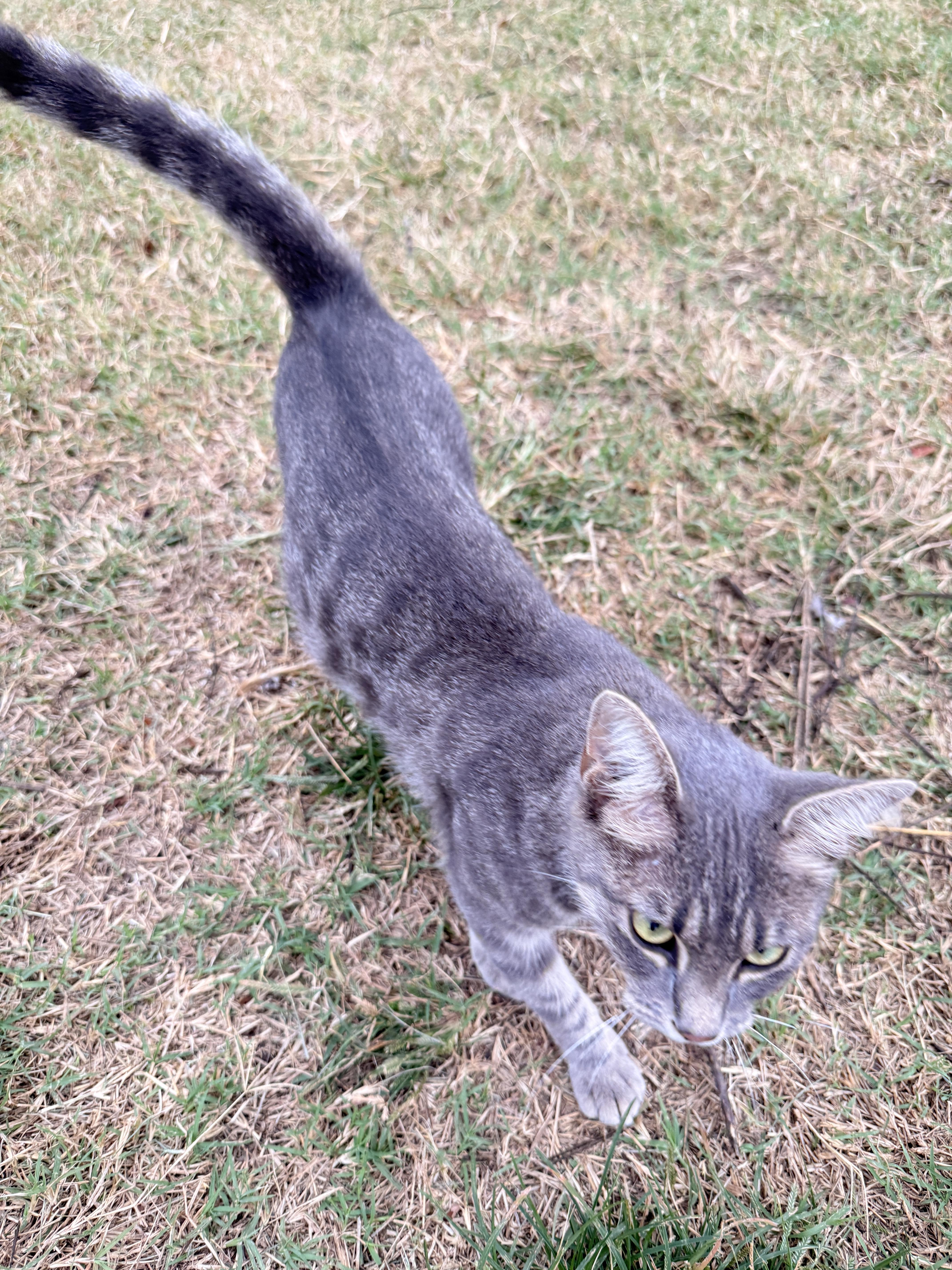 Kitty, a Adoptable mixed breed in Prague, OK image 1/5