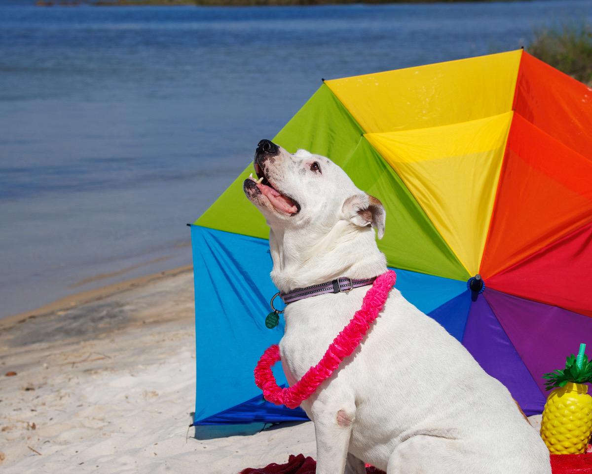 Moon, a Adoptable mixed breed in Eglin AFB, FL image 3/4