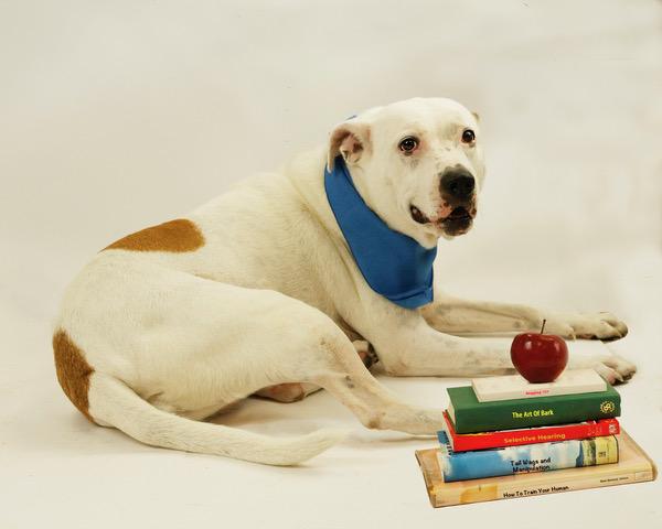 Moon, a Adoptable mixed breed in Eglin AFB, FL image 1/4