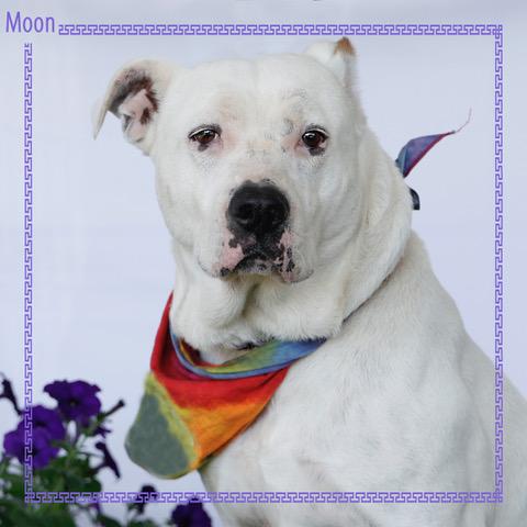 Moon, a Adoptable mixed breed in Eglin AFB, FL image 4/4