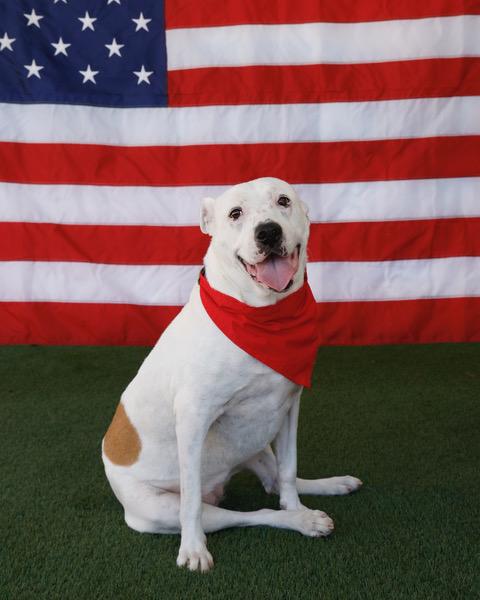 Moon, a Adoptable mixed breed in Eglin AFB, FL image 2/4