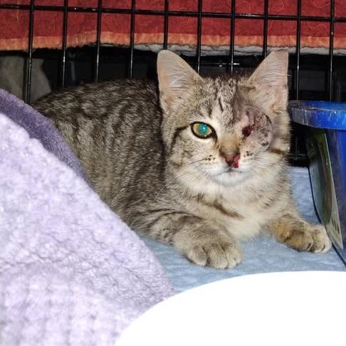 One-Eye Willow, a Adoptable Domestic Short Hair in Charlottesville, VA image 1/4