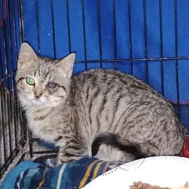 One-Eye Willow, a Adoptable Domestic Short Hair in Charlottesville, VA image 2/4