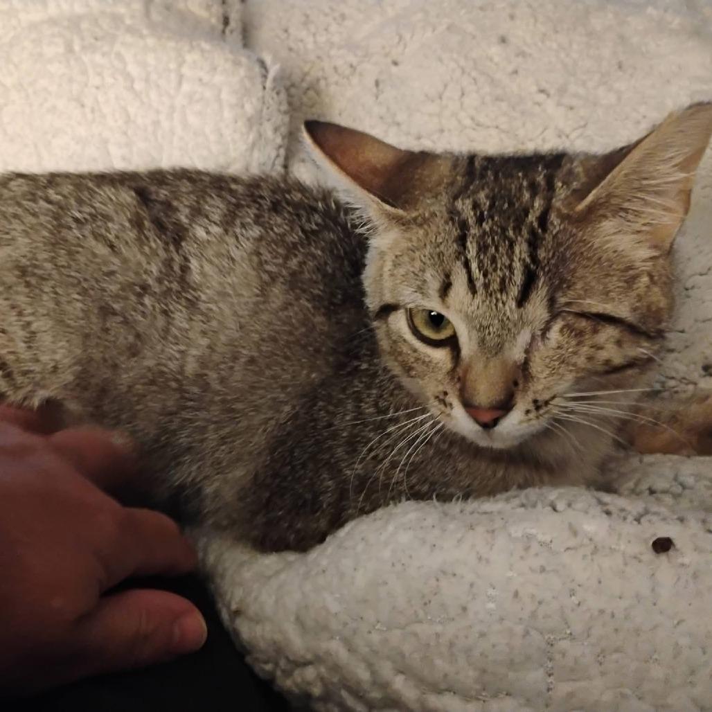 One-Eye Willow, a Adoptable Domestic Short Hair in Charlottesville, VA image 2/6