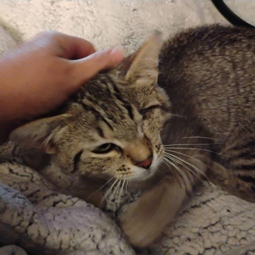 One-Eye Willow, a Adoptable Domestic Short Hair in Charlottesville, VA image 3/6
