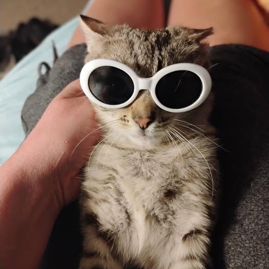 One-Eye Willow, a Adoptable Domestic Short Hair in Charlottesville, VA image 3/4