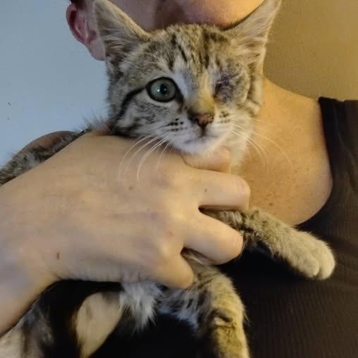 One-Eye Willow, a Adoptable Domestic Short Hair in Charlottesville, VA image 4/4