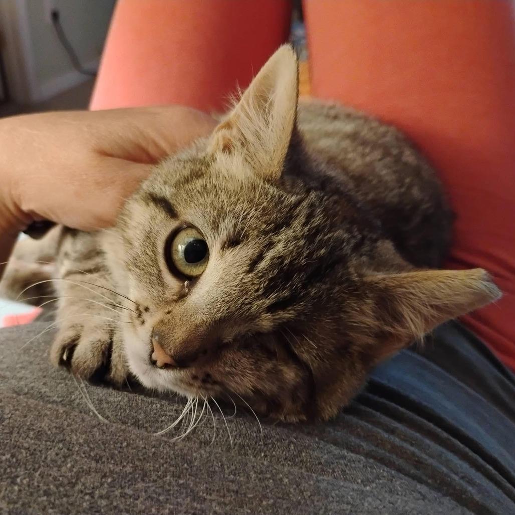 One-Eye Willow, a Adoptable Domestic Short Hair in Charlottesville, VA image 6/6