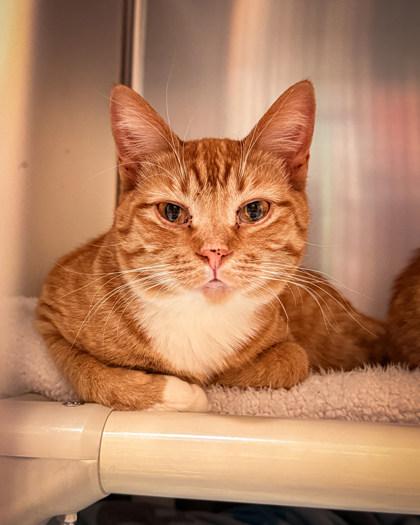 Enlarge Lola, a ADOPTABLE Domestic Short Hair in Missoula, MT image 1/1