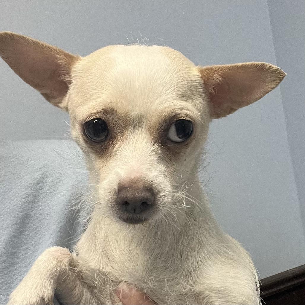 Enlarge Malibu, a Adoptable mixed breed in Las Vegas, NV image 1/1