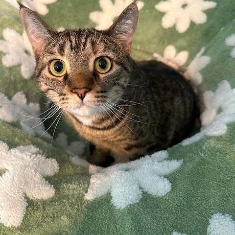 Picante, ADOPTABLE, Young Female Domestic Short Hair.