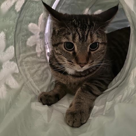 Picante, a ADOPTABLE Domestic Short Hair in Hudsonville, MI image 3/3
