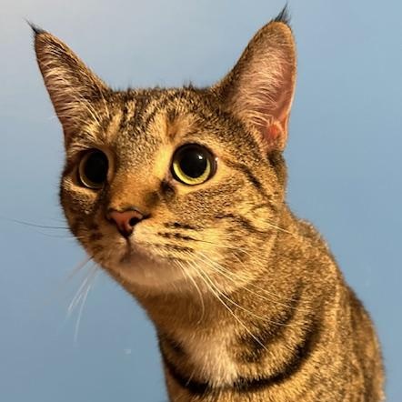 Picante, a ADOPTABLE Domestic Short Hair in Hudsonville, MI image 2/3