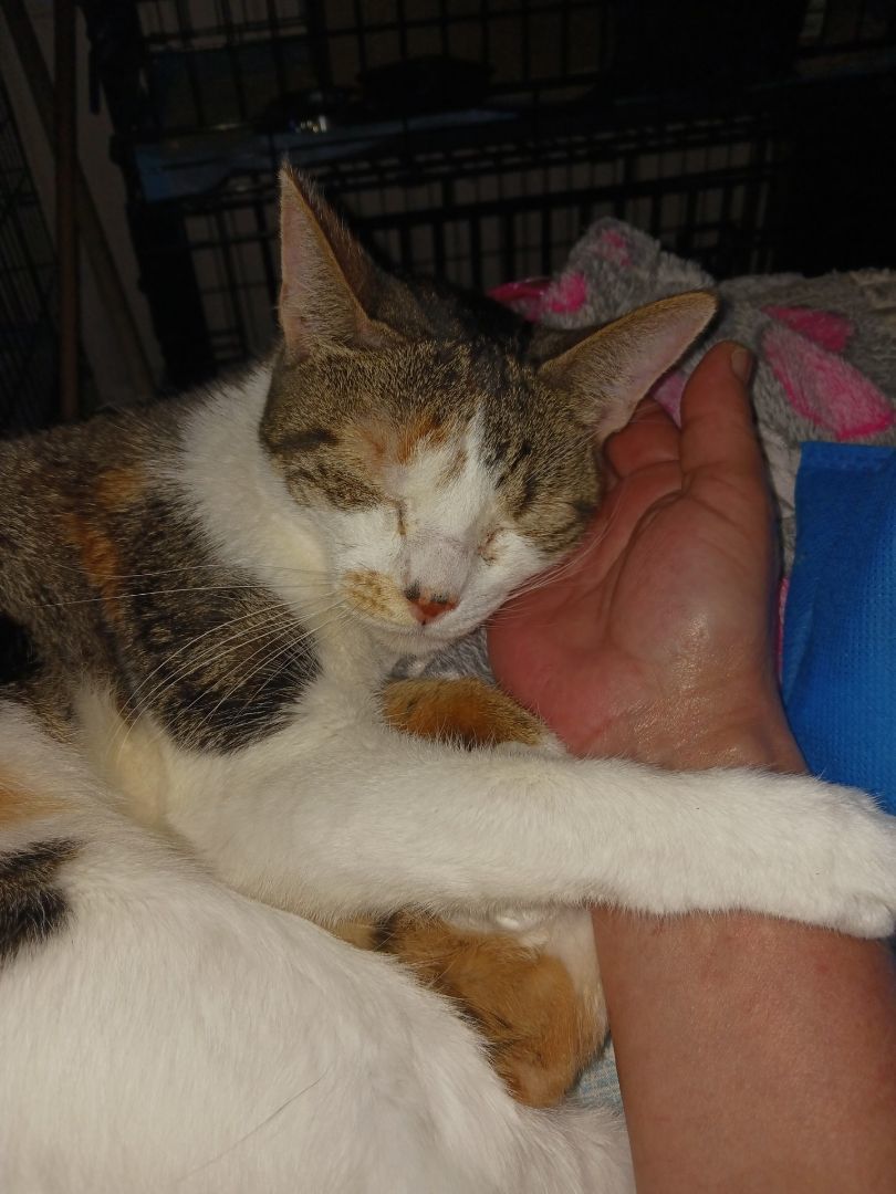 Enlarge Mishka, a Adopted American Shorthair in Nutley, NJ image 1/1