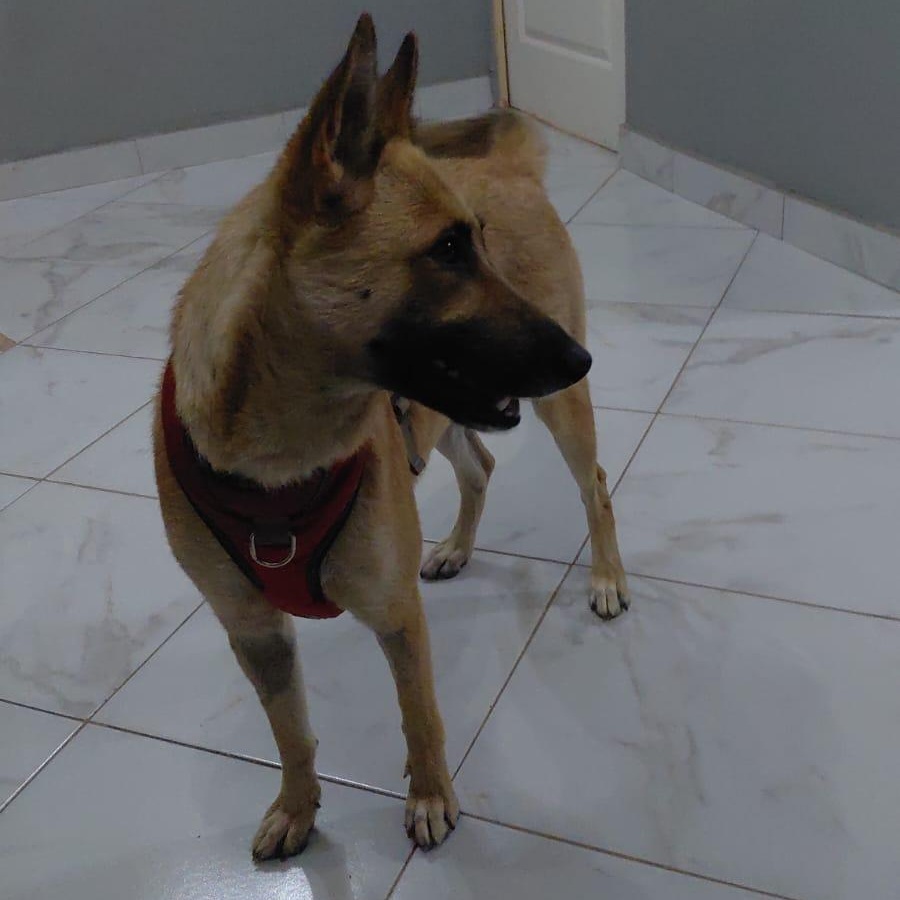 Enlarge NIRVANA, a ADOPTABLE mixed breed in San Diego, CA image 4/6