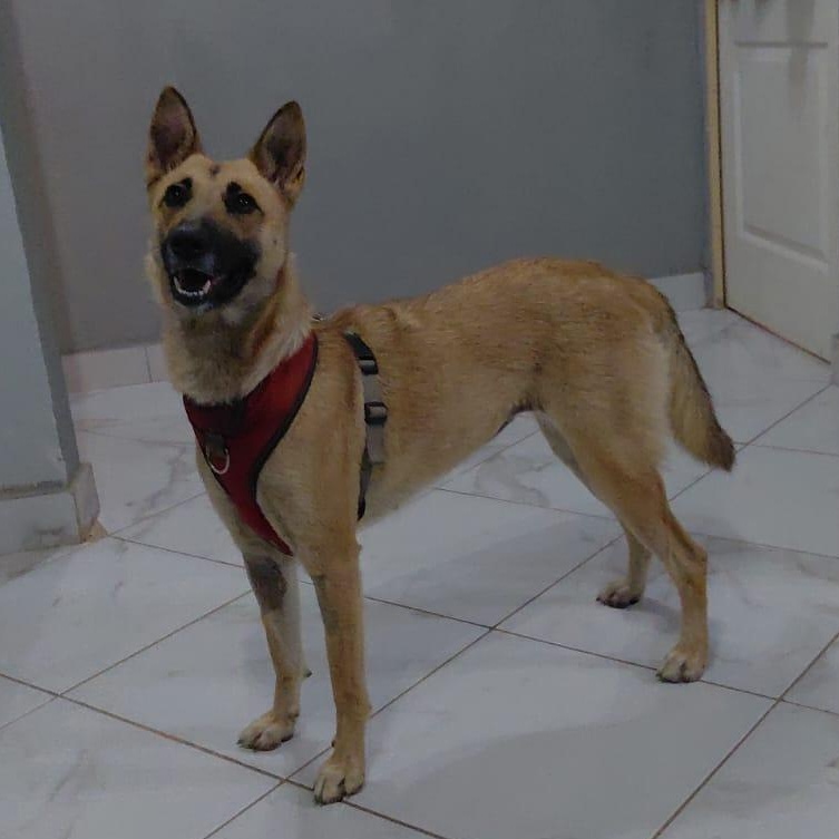 Enlarge NIRVANA, a ADOPTABLE mixed breed in San Diego, CA image 5/6