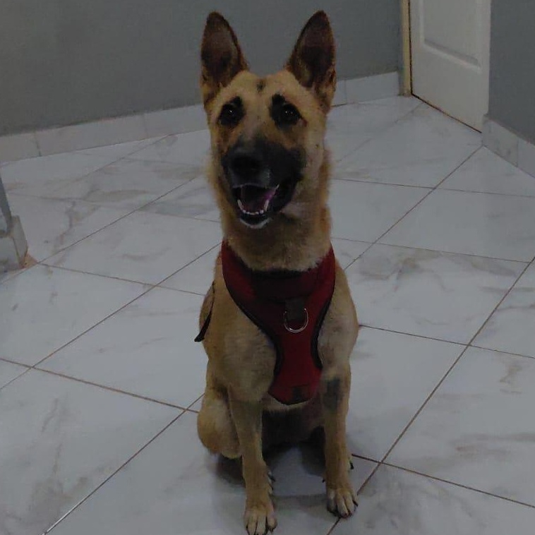 Enlarge NIRVANA, a ADOPTABLE mixed breed in San Diego, CA image 2/6