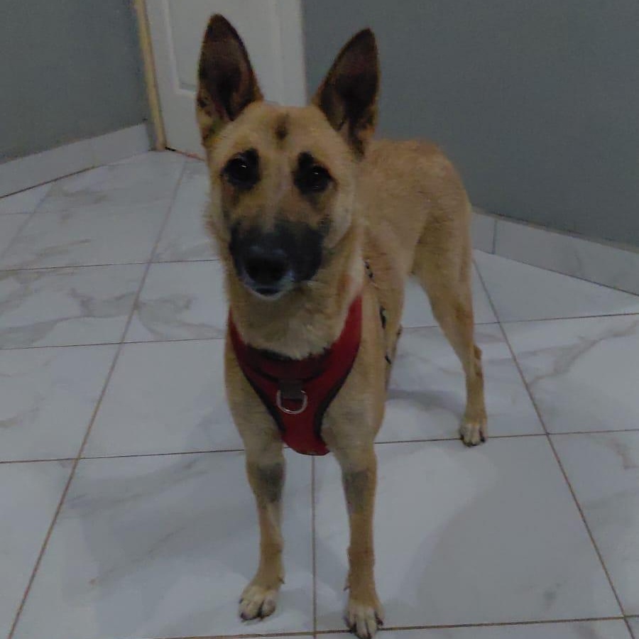 Enlarge NIRVANA, a ADOPTABLE mixed breed in San Diego, CA image 1/6