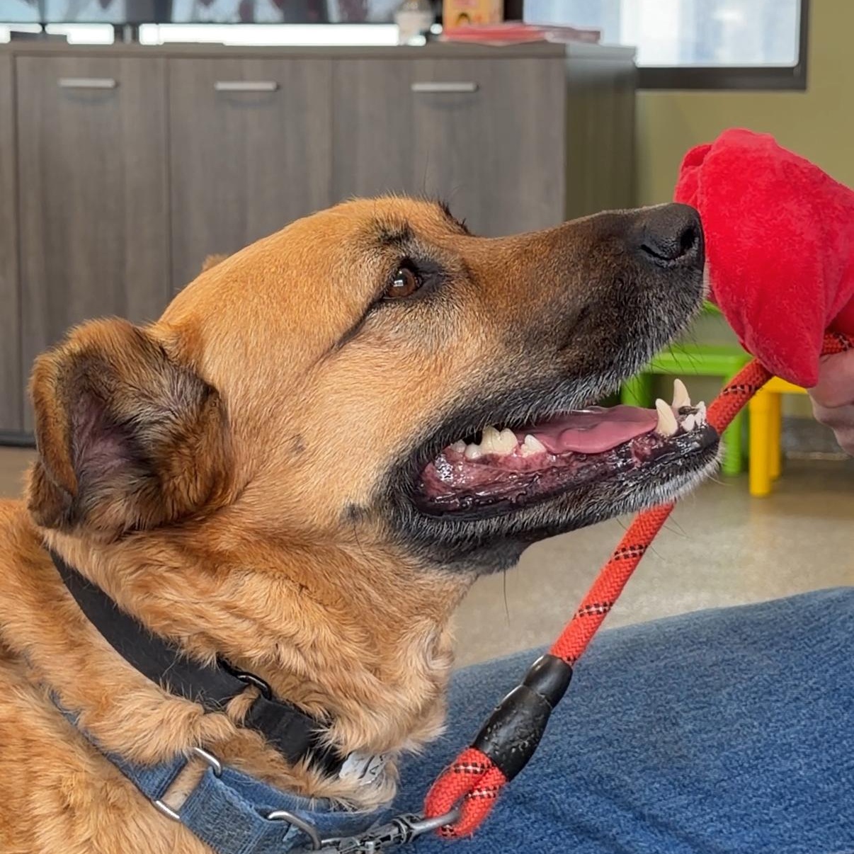 Enlarge Scarlett- Backyard zoomie queen, a Adoptable mixed breed in Port Matilda, PA image 4/6