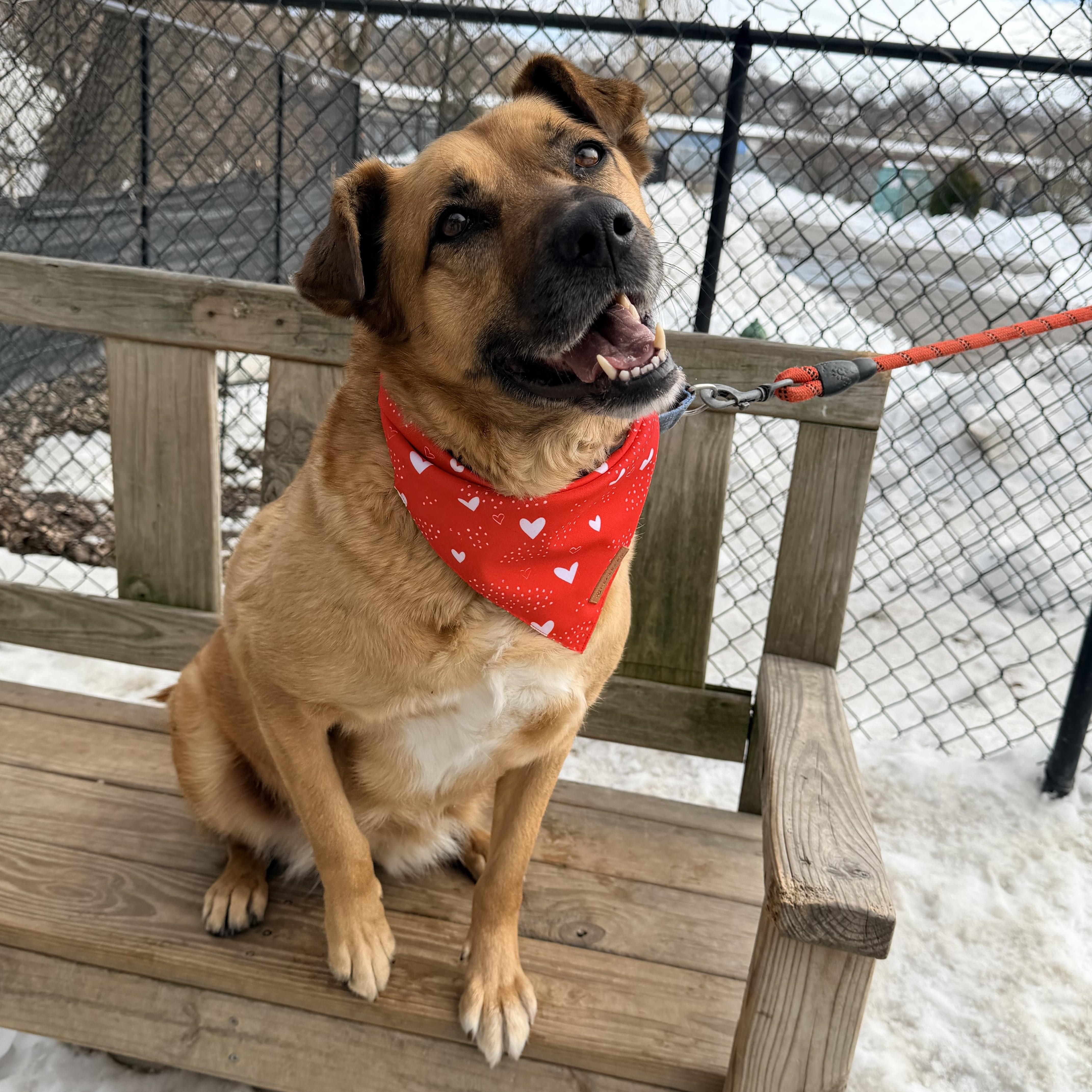 Enlarge Scarlett- Backyard zoomie queen, a Adoptable mixed breed in Port Matilda, PA image 2/6